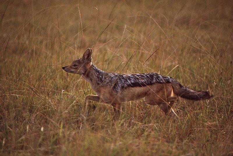 WT 1400 203-13 Kenya.jpg